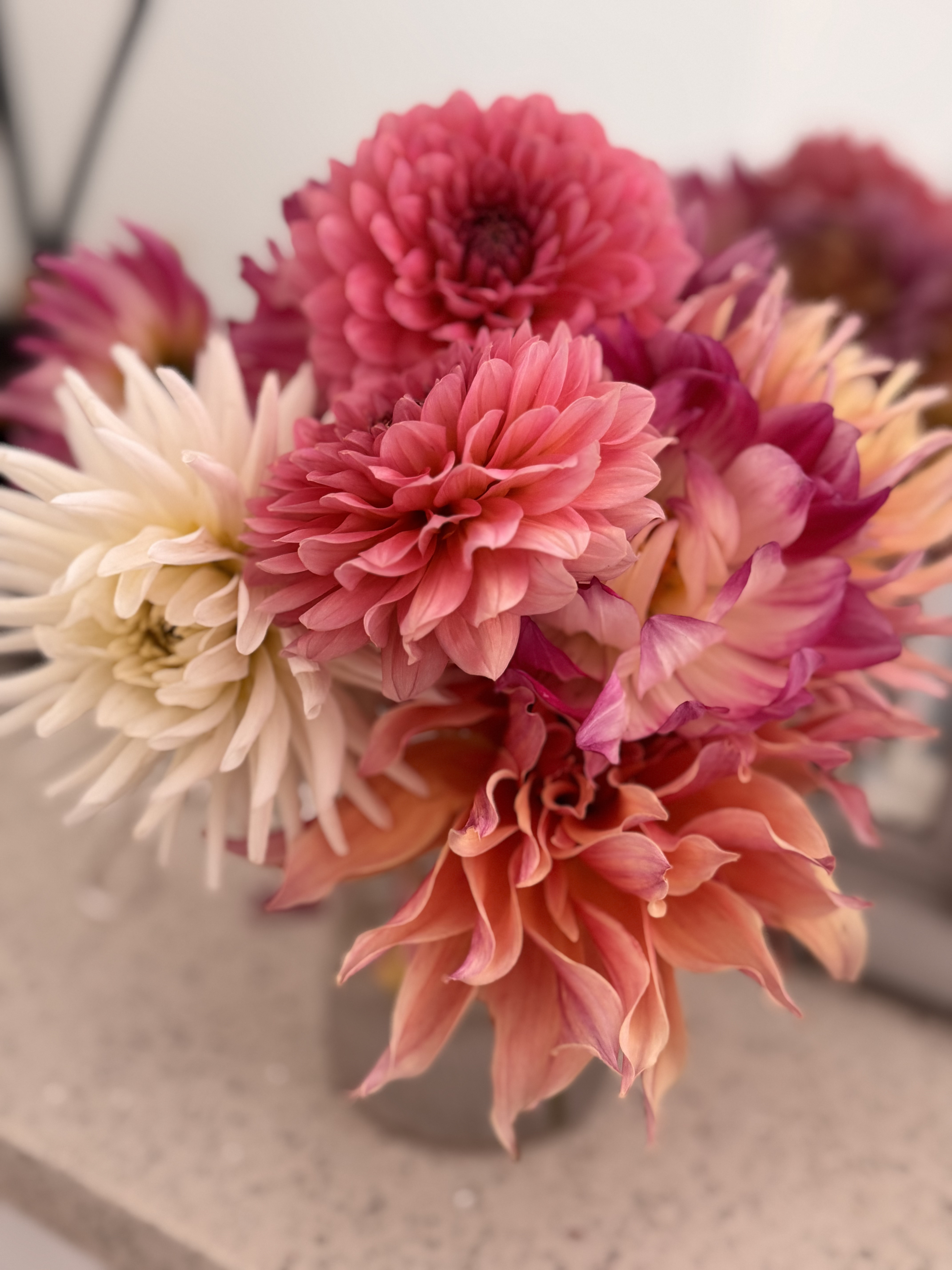 White rose - image 2 out of 5